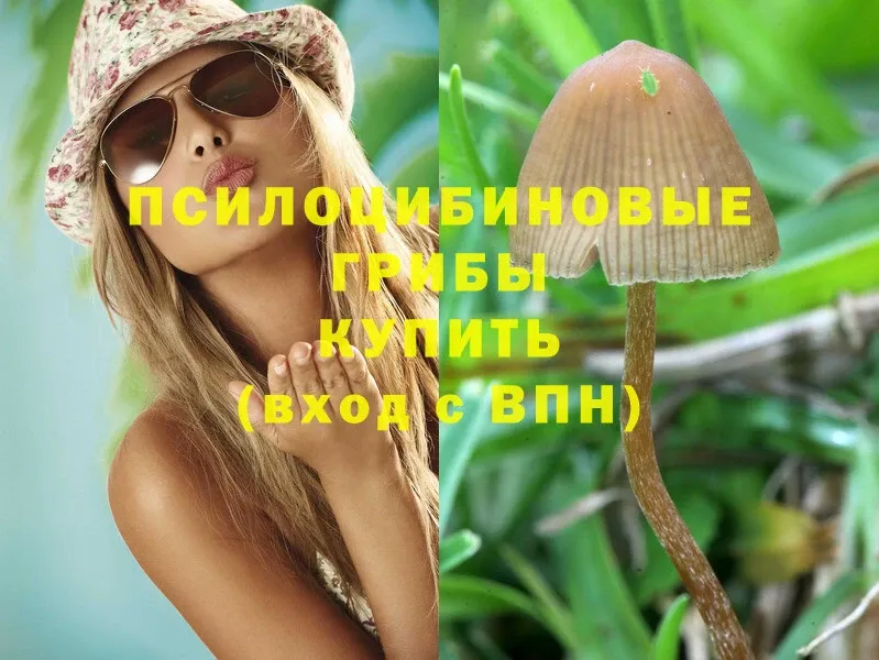 omg ТОР  купить наркотики цена  Артёмовск  Псилоцибиновые грибы Psilocybine cubensis 